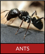 ANTS