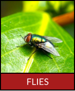 FLIES